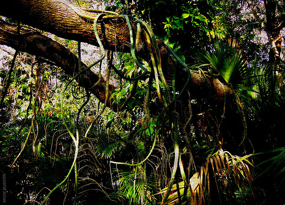 JUNGLE VINES