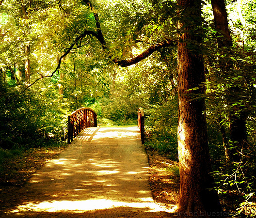 INTO THE WOODS