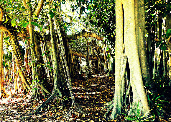 BANYON TREES