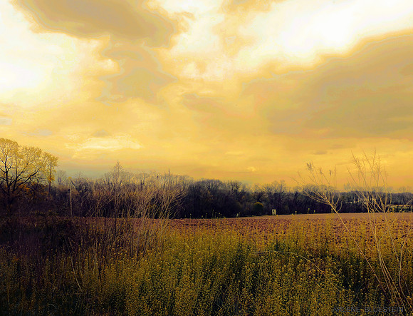 SUNRISE IN THE FIELD