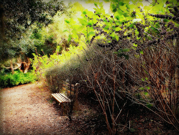 THE BUTTERFLY GARDEN
