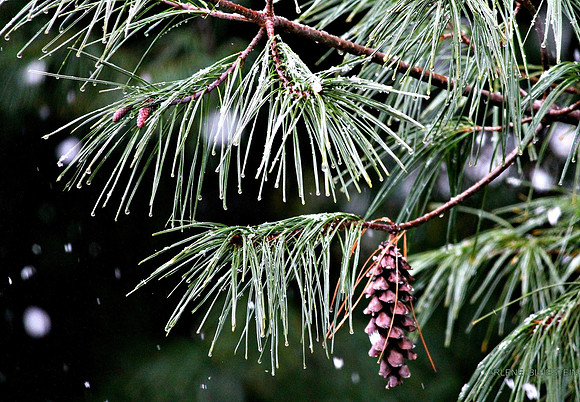 SNOW ON THE PINE