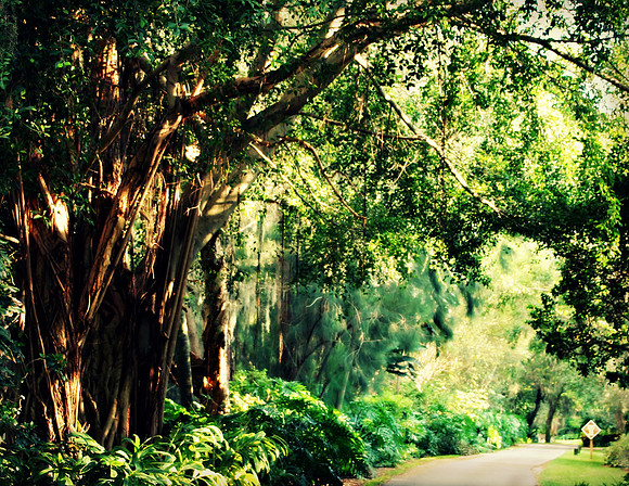 THE MANICURED JUNGLE