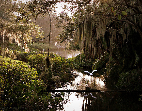THE MANICURED JUNGLE