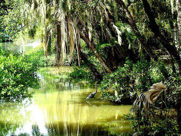 HERON OF CLOWER CREEK