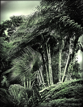 WIND IN THE TREES