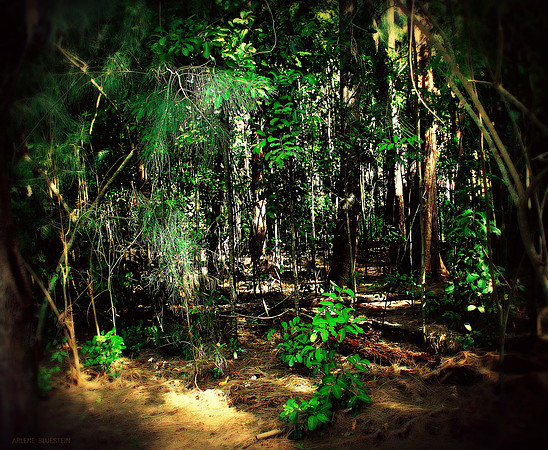 PINE FOREST TRAIL