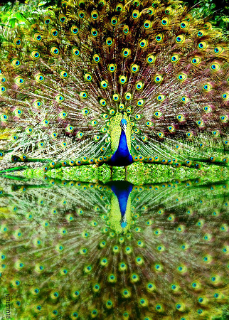 DAZZLE!