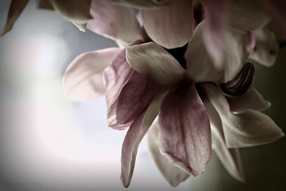 MAGNOLIA TREE SPRING BLOSSOM